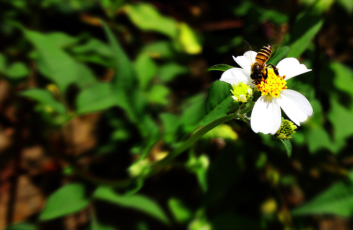Bee, blomst, natur, forår, honning, haven, Blossom