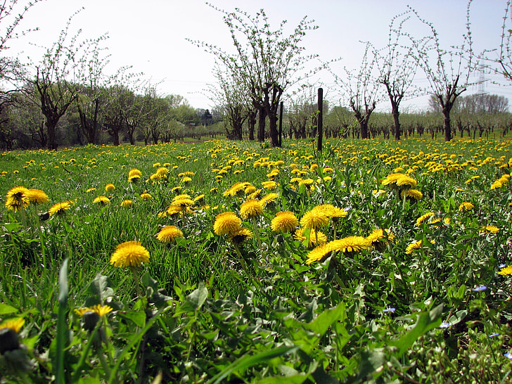 meadow, dandelion, yellow, plantation