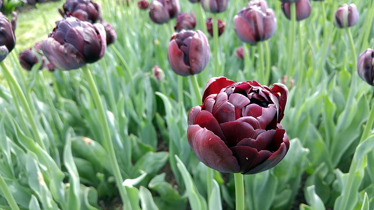 flowers, gardens, spring, floral, blossom, red, nature