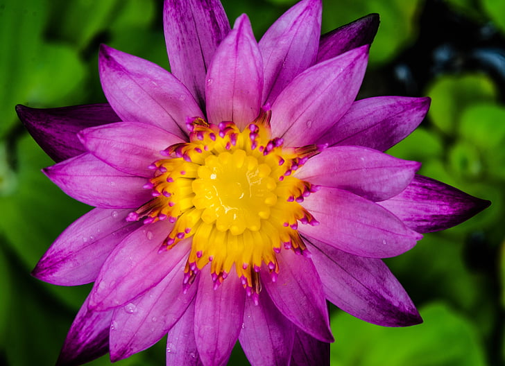 water lily, waterlily, purple, flower zoom in, blossom, garden