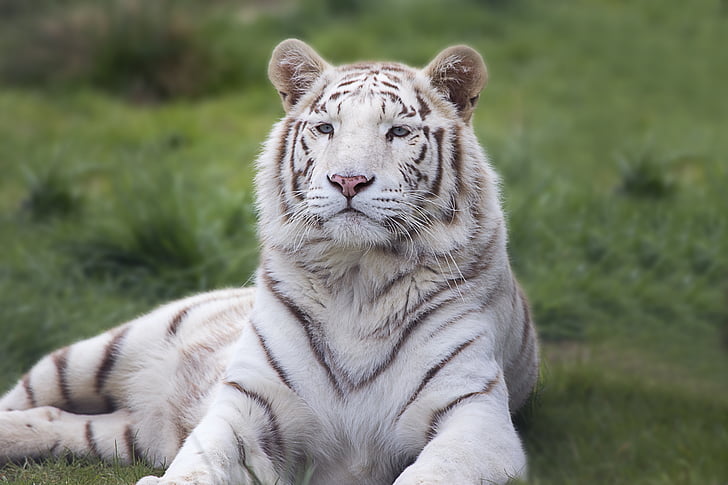 blanc, Bengal, Tigre, animal, faune, chat, nature