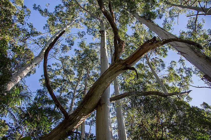 árboles, árbol caído, cielo azul, selva tropical, bosque, Australia, Queensland