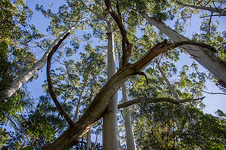 stromy, padlý strom, modrá obloha, Dažďový prales, Forest, Austrália, Queensland