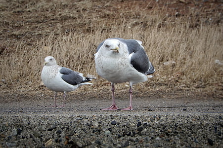 animal, beach, promenade, sea gull, seagull, seabird, wild animal