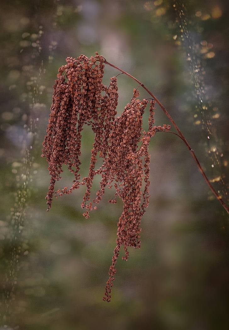 plant, dry, faded, nature, seeds, brown, withered