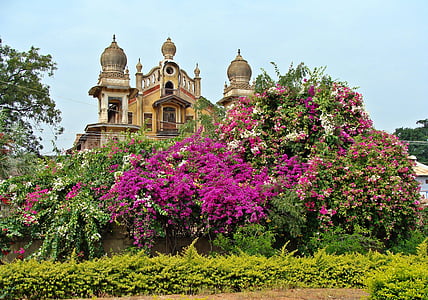 palace, spire, bougainvillea, jamkhandi, karnataka, india, flowers
