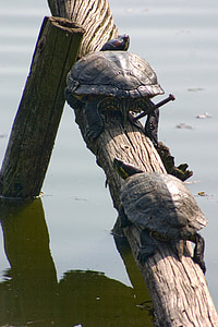 water schildpad, reptielen, natuur