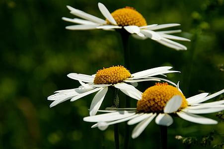 daisy, flower, close, blossom, bloom, yellow, white petals