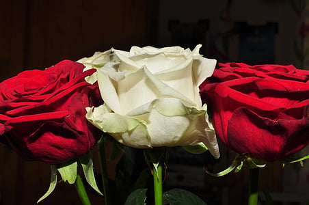 blomster, rød blomst, ros, hvid rose