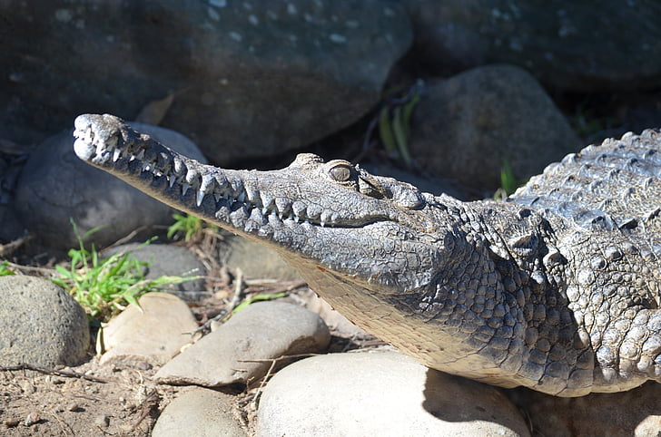 crocodilo, crocodilo de água doce, réptil, predador, animal, boca, mandíbulas