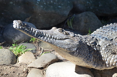 crocodile, freshwater crocodile, reptile, predator, animal, mouth, jaws