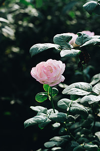 flor, Rosa, assolellat, flor rosa, floració, natural, flor
