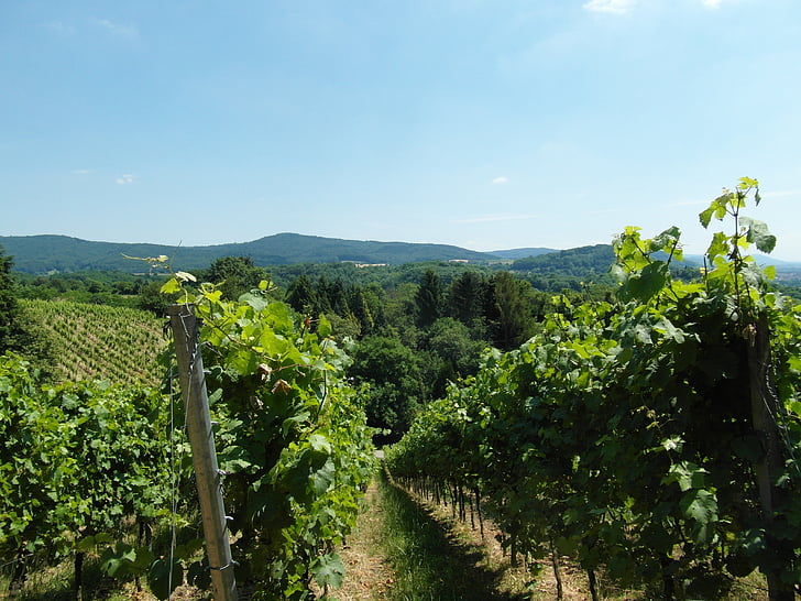 vinice, Odenwald, víno, léto