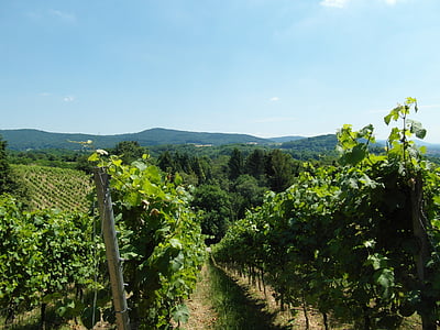 vinograd, Odenwald, vino, poletje