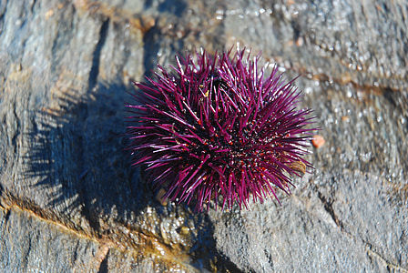 sea ​​urchin, wood, purple