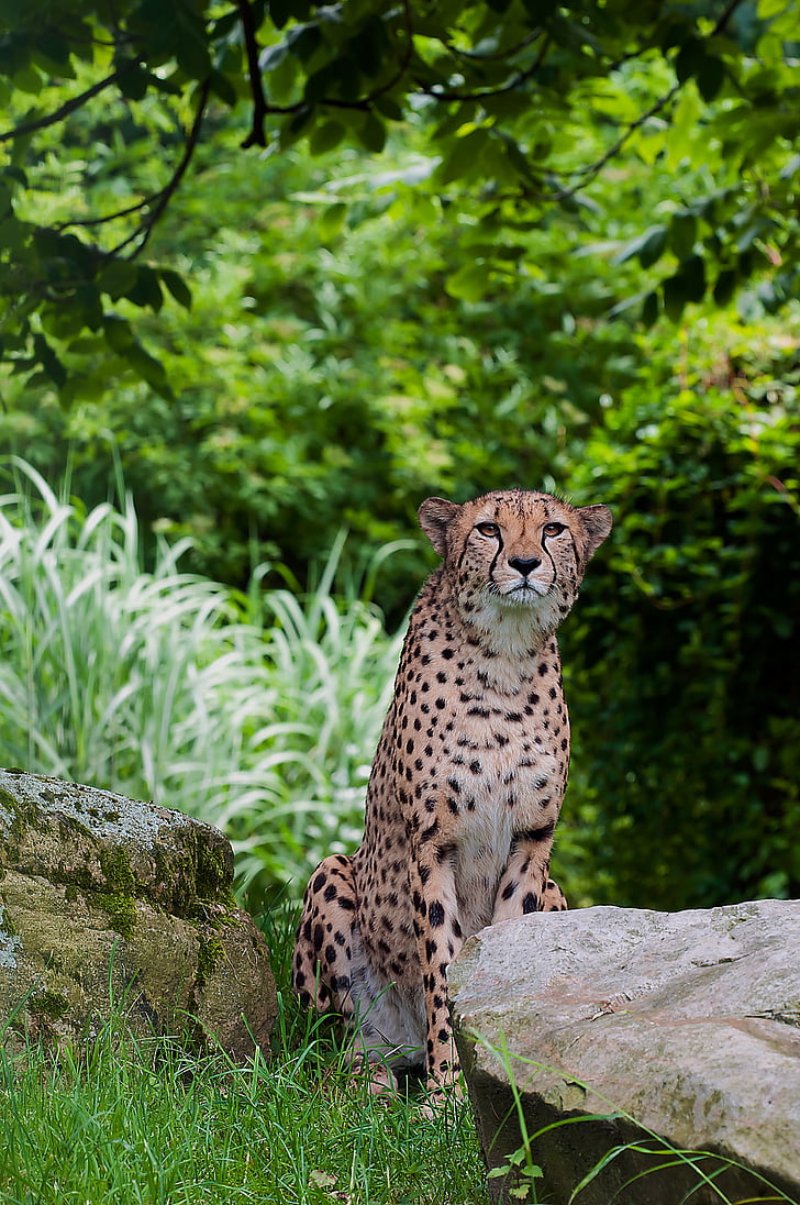 ghepardo, Predator, animale selvatico, velocità, Tiergarten, fauna selvatica, undomesticated Cat