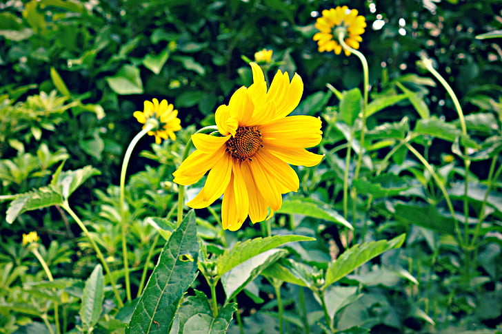 cvijet, žuta, cvijet, biljka, rast, latica, svijetle