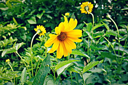 kwiat, żółty, kwiat, roślina, wzrost, Płatek, jasne