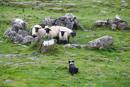 sheepdog, lambs, sheep, livestock, farm, rural, wool