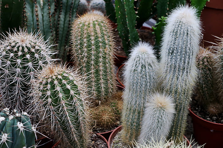 Cactus, sperone, pianta, fico d'India, chiudere, spine