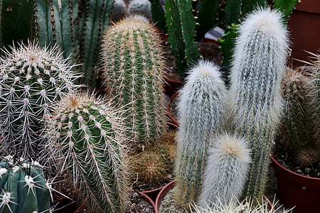 Cactus, Spur, plant, stekelig, sluiten, doornen
