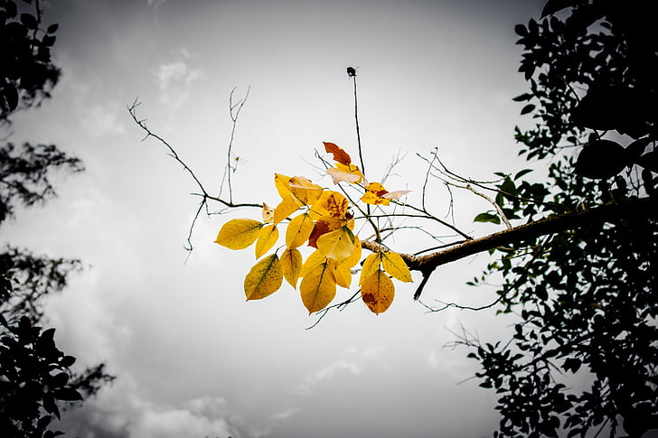 leaves, branch, sky, yellow, orange, autumn, vintage
