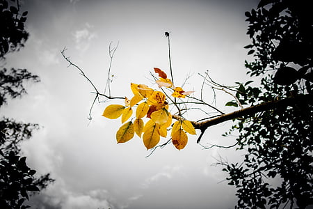 leaves, branch, sky, yellow, orange, autumn, vintage