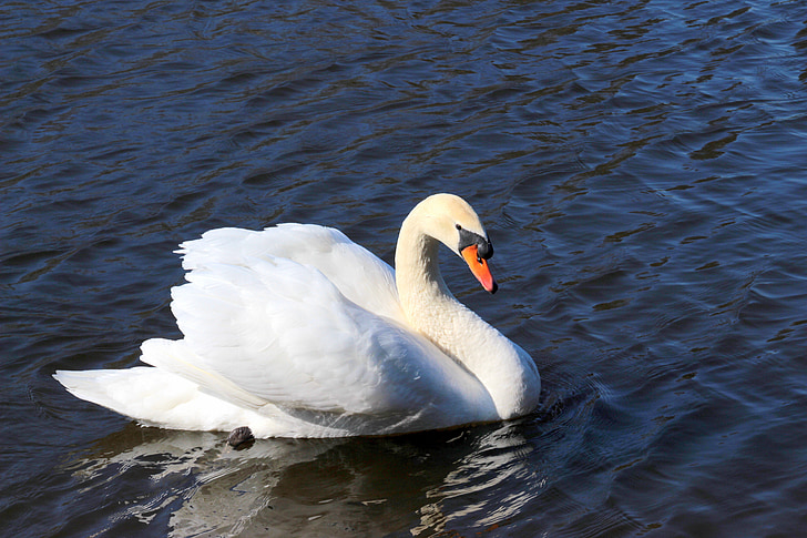 Swan, angsa putih, Cygnus olor, burung air, putih, elegan, berenang