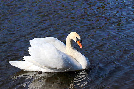 Swan, Knölsvan, Cygnus olor, vatten fågel, vit, eleganta, simma