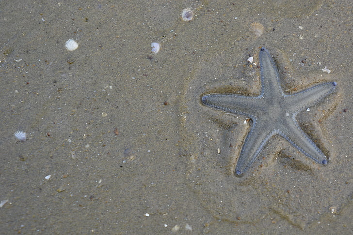 Морская звезда, пляж, Природа, ракушки, песок, одно животное, Животные-темы