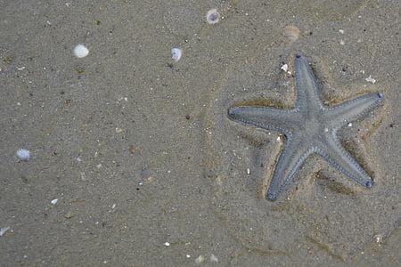estrella de mar, Playa, naturaleza, conchas marinas, arena, un animal, temas de animales