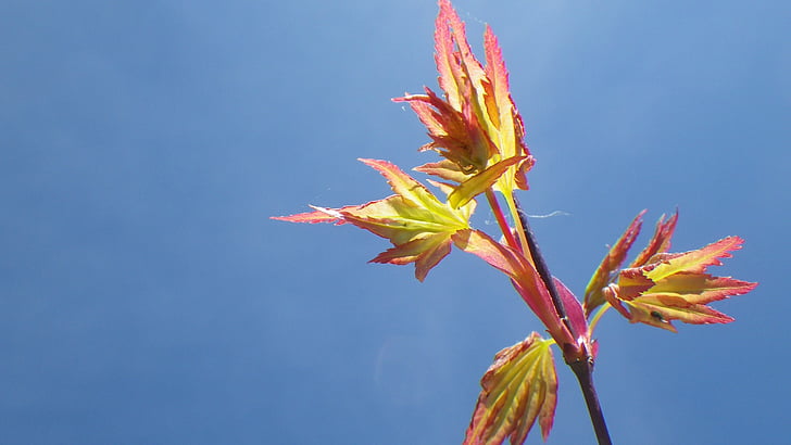 스카이, 봄, 잎, 보라색 메이플, 일본, 자연, 공장