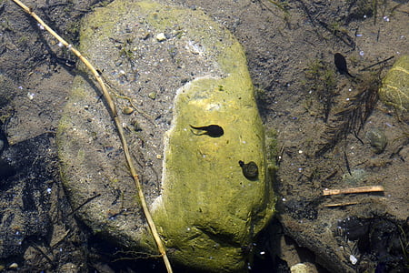 tadpole, water snail, underwater, pond, nature, water, anuran