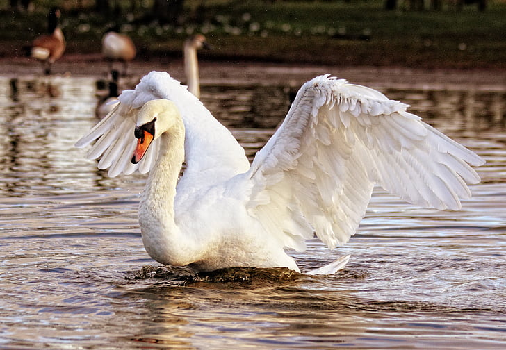 Swan, vták, Príroda, zviera, biela, voľne žijúcich živočíchov, jazero