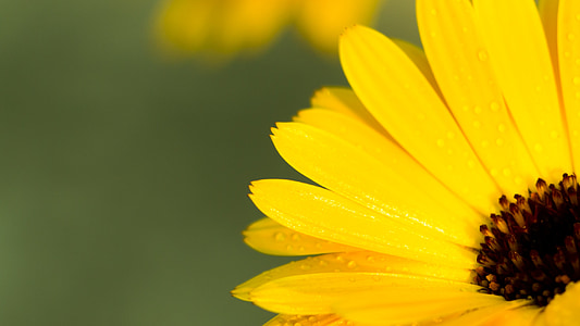 цвете closeup, Невен, жълто цвете
