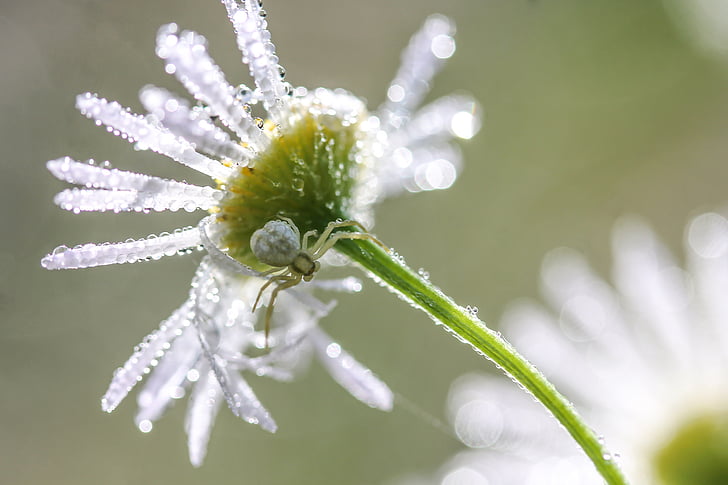 Daisy, bunga, embun-drop, laba-laba, bunga putih, makro, tanaman