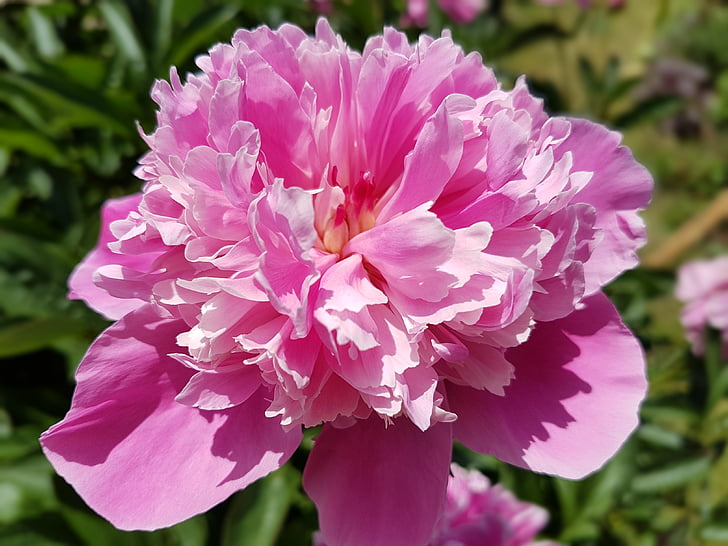 flowers, peony, peonies, pink, nature, pink Color, plant