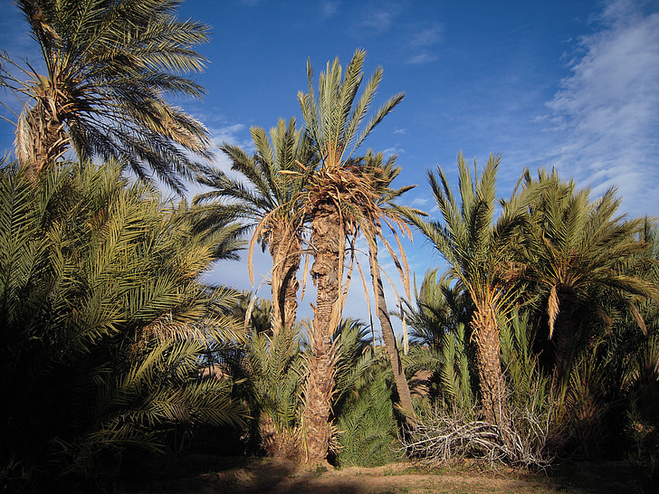 Marokko, Sahara, rejse, Maghreb, palmer