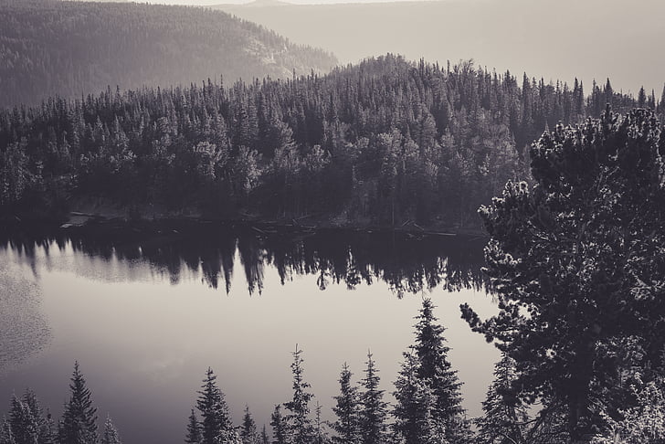 black-and-white, forest, lake, nature, sea
