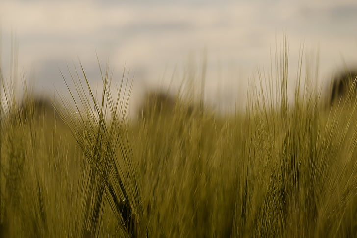 barley, barley field, arable, cultivation, green, field, landscape