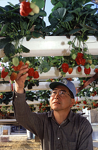 hydroponic, strawberries, growing, produce, farming, agriculture, farmer