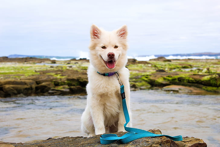 cão, filhote de cachorro, praia, água, bonito, Verão, musgo