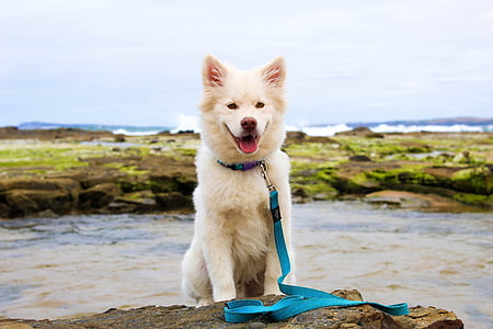 狗, 小狗, 海滩, 水, 可爱, 夏季, 青苔