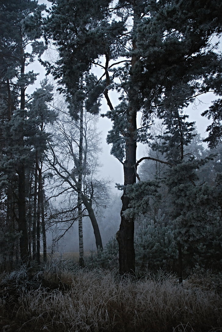 forest, trees, rime, evening, tree, nature, landscape