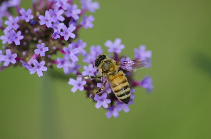 makro, vabzdžių, bičių, violetinė, gėlė, gėlė, vienas gyvūnas