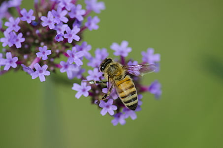 macro, insecte, abella, porpra, petita flor, flor, un animal