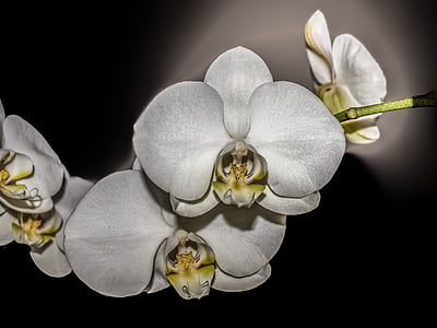 Orchid, lill, õis, kroonleht, ere, elegantne, eksootiline
