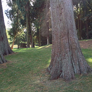 Redwoods, Sequoia, vörösfenyő fák, erdő, óriás mamutfenyő, mamut tree