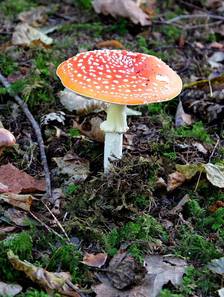 fly agaric, mushroom, forest, autumn, toxic, luck, lucky guy