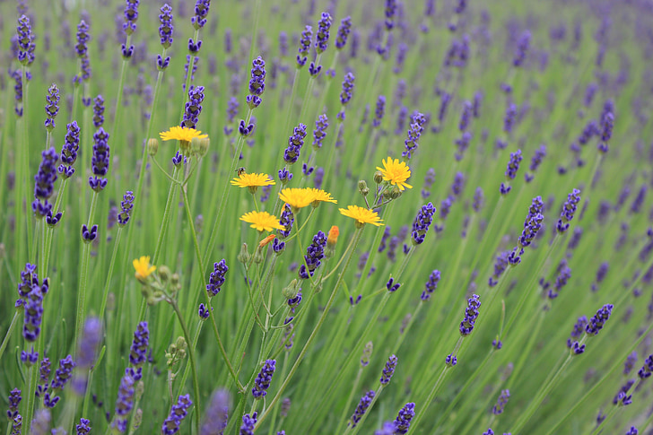 flowers, lavender, lavender flowers, insect, yellow flowers, close, inflorescence